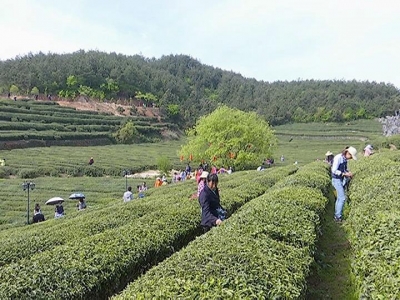 雾云山茶业股份有限公司：创新做活茶业文章 带动群众增收脱贫