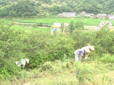 向桥乡：基层党建抓引领 争先创优促发展