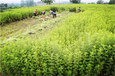 狮子镇绿色银行助脱贫   