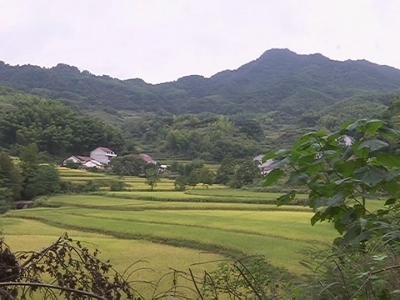 大同镇鲍山村发展有机水稻种植加快群众脱贫步伐