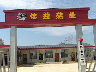 吕革明：栽好“摇钱树”  带富众乡亲