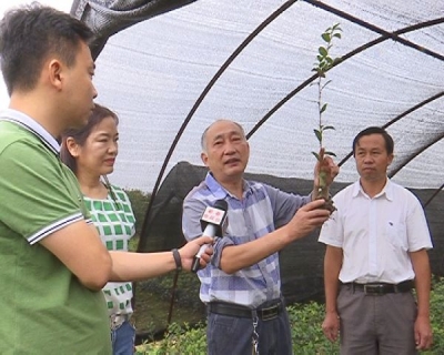 油茶种植：绿化荒山助民增收