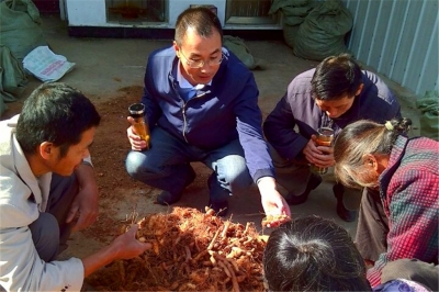 石板岩村药材种植撑起产业扶贫半边天
