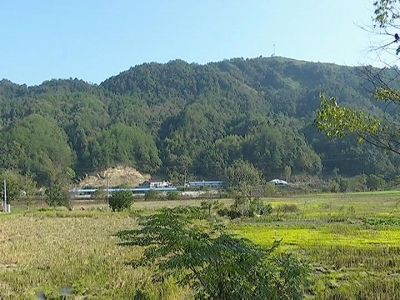王青娇：发展生态鹅养殖  带领贫困群众共同致富