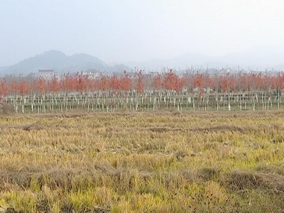 千亩保障性苗圃基地绽放多彩“枫”景