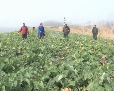 农业专家支招低温天气油菜田间管理