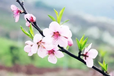 [蕲春文学]老桃树