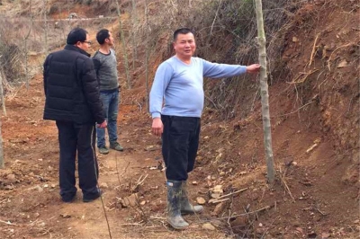 漕河镇积极积极开展绿化植树大行动