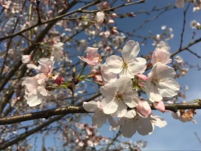 春风十里，不如邂逅龙泉花海樱花节