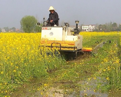 全市油菜多功能利用现场观摩会在我县召开 