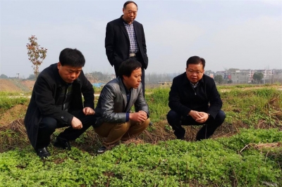 江勇调研漕河镇部分蕲艾基地和生产企业