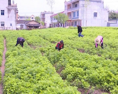 张榜镇：产业发展助脱贫