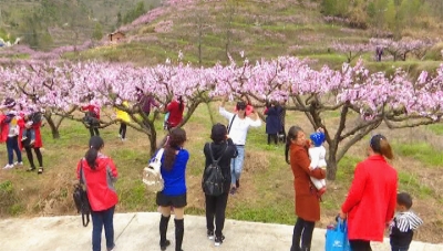蕲阳春色关不住  又到一年赏花时