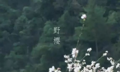 三月，去大王山与野樱花约会吧