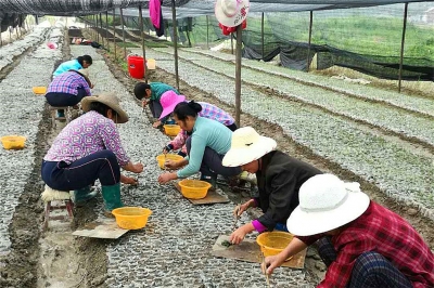 精准灭荒：蕲春保障性苗圃五一抓育苗