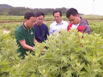 洪鹏飞：投身蕲艾产业助力乡村振兴