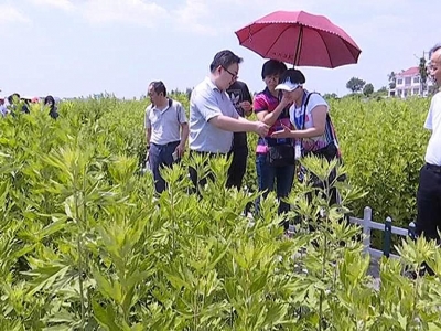 “美丽中国行 共舞长江经济带”网络主题湖北篇参访活动走进蕲春