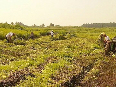 湖北言闻生物科技有限公司推行蕲艾机械化收割 