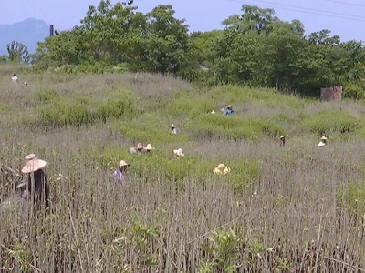 竹林湖村蕲艾大丰收