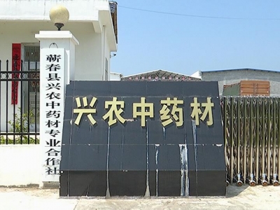 兴农中药材专业合作社大力健全产业链质量体系