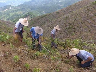大同镇两河村：白茶种植让荒山变“银行”
