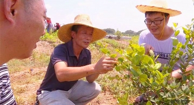 陈雄军：返乡创业 把根留住