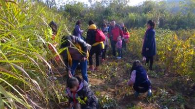 挖红薯摘桔子 “玩转蕲春”组织小朋友体验快乐劳动