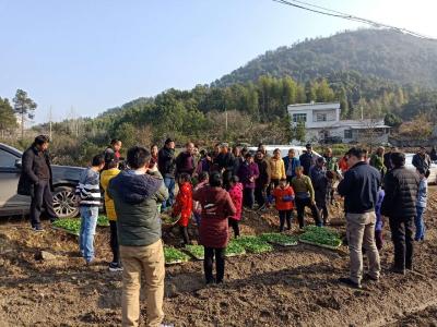 县农业局 县科技局开展送夏枯草苗下乡活动