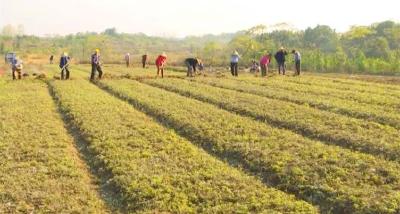 桂康艾业：兴建蕲艾种植基地 拓宽群众增收渠道 	