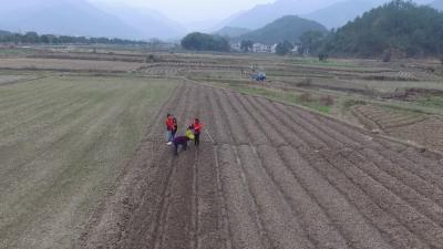 【聚焦新三农 产业发展看亮点】青石镇高溪村打造“蕲山药”种植第一村