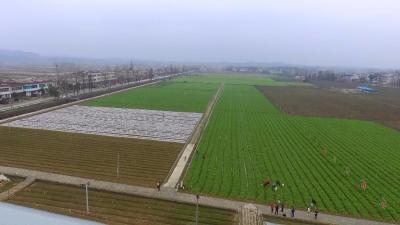 横车镇：建设现代化农业生态园 打造贫困户脱贫“梦工厂”