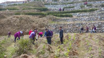 檀林镇裴围村：做好“茶旅联动”文章 拓宽群众增收渠道