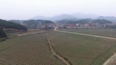 刘河镇石鼓河村：瓜蒌基地种收两不误 农民脱贫有新路