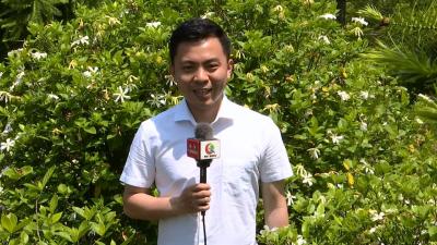 管窑镇：栀香楚陶醉游人