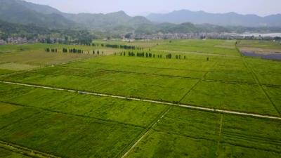 “壮丽70年 奋斗新时代——推动高质量发展调研行”蕲艾产业乘国家战略东风梦幻远航