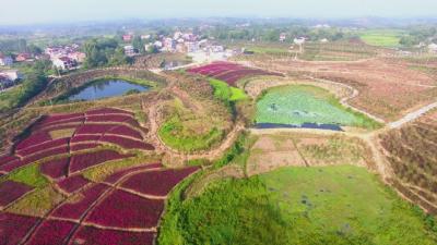 彭思镇余凉村：打造美丽乡村升级版 构建生态旅游新格局