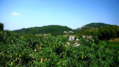 蕲春美味 泗流山辣椒