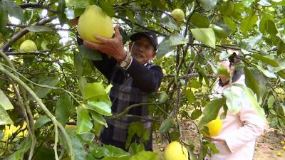 八旬老人王建华种出的柚子香又甜
