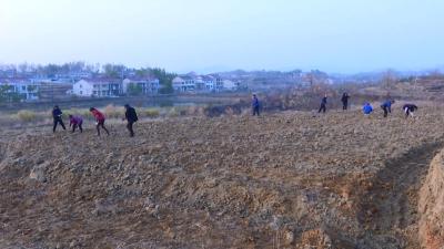 彭思镇：打好“组合拳” 种植中药材