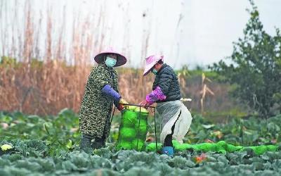 黄冈抗疫春播两不误！