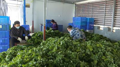 视频| 张榜镇有序复工复产 巩固脱贫成果