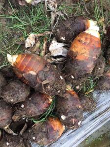 香芋滞销，请你帮帮忙