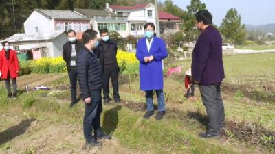 赵少莲：突出产业扶贫 全力以赴组织农业生产