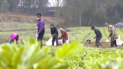 视频| 彭思镇抢抓农时保春耕