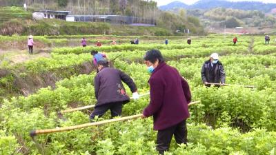 视频|  刘河镇：抓好扶贫产业促增收