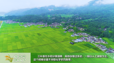 抢农时 保生产——黄冈市农业专家助力春耕生产