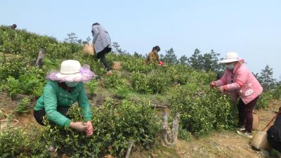 视频| 刘河镇高潮村发展白茶产业带动群众脱贫