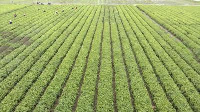 视频| 檀林镇6家企业复工复产