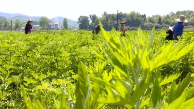 视频| 漕河镇泉水坳村蕲艾基地带动一方群众脱贫增收