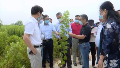 视频丨蕲艾提质增效推动产业高质量发展